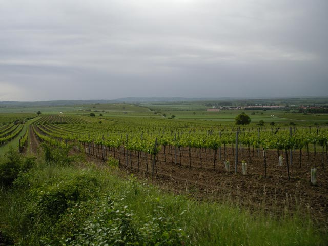 Weingärten bei Retz (27. Mai)