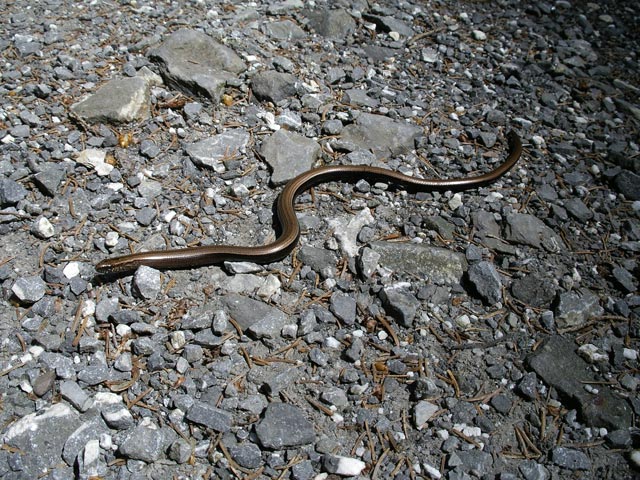 Blindschleiche zwischen Millrütte und Emser Hütte (10. Juni)