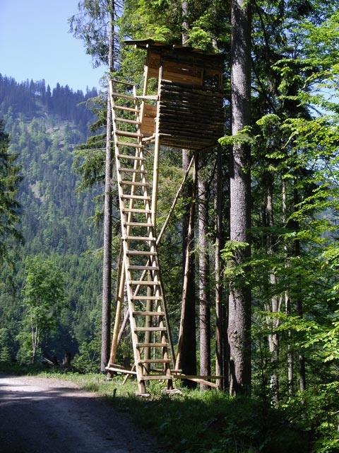 zwischen Popiswiesalpe und Frizistobel (11. Juni)