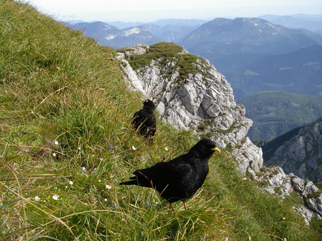 am Großen Pyhrgas (19. Aug.)