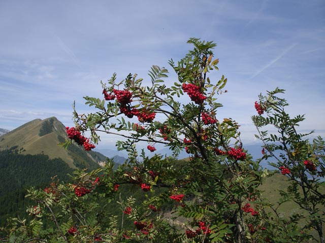 zwischen Belska Planina und Maria-Elend-Sattel (3. Sep.)