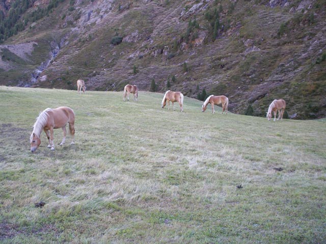 Alpe, 2.096 m (9. Sep.)