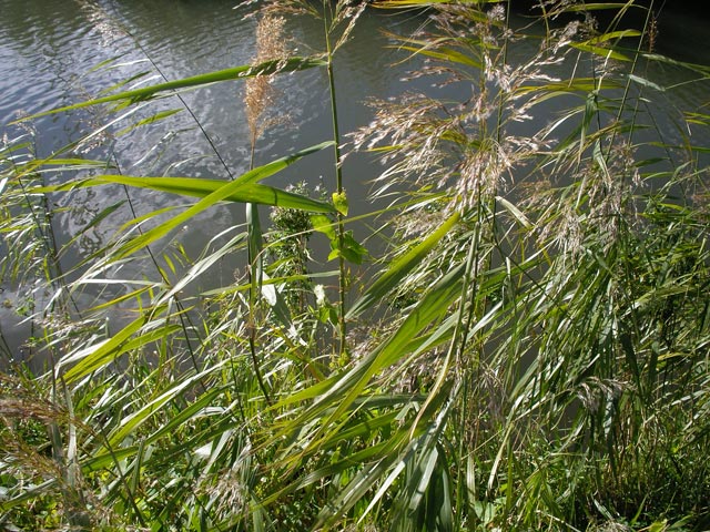 beim Wiener Neustädter Kanal zwischen Bad Vöslau und Baden