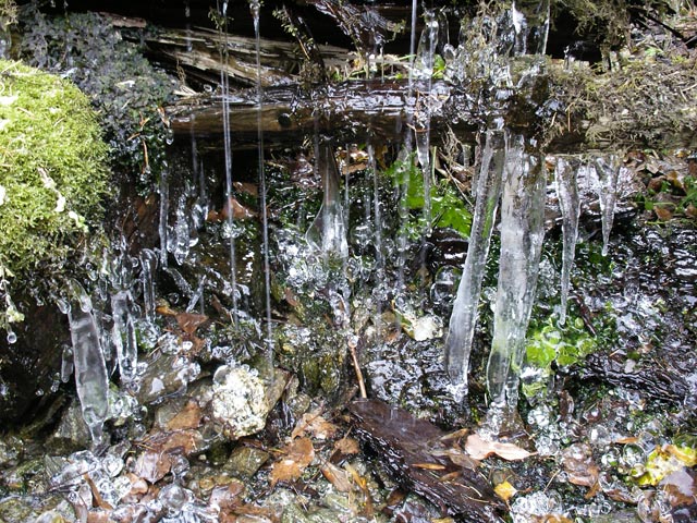 am Zöttelsteig