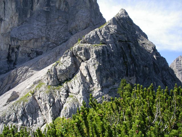 Zellink&ouml;pfe (13. Juli)
