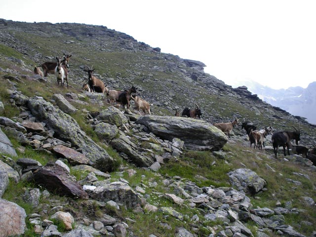 neben Weg 5 zwischen Ötzstatt und der Schäferhütte (23. Juli)