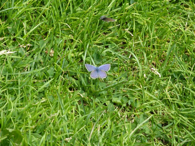 auf Weg 13 zwischen der Schäferhütte und der Oberen Laaser Alm (23. Juli)