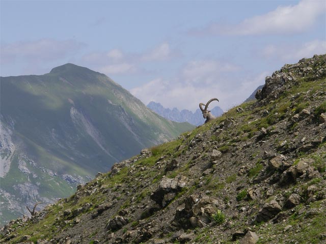 beim Kratzerjoch (4. Aug.)