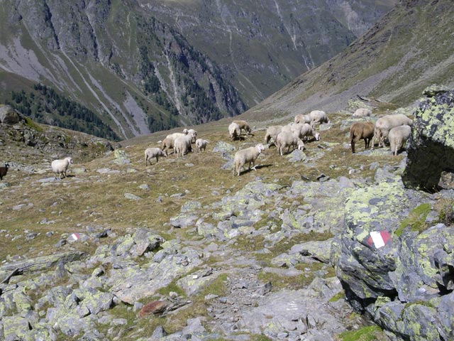 Weg 911 zwischen Leiersbach und Wettersee (26. Aug.)