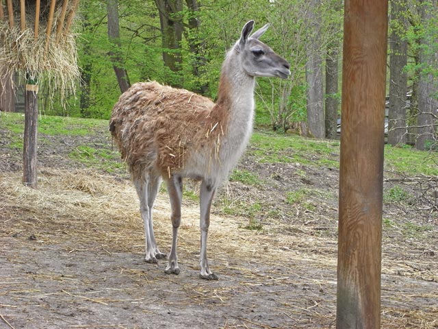 Guanako im Tierpark