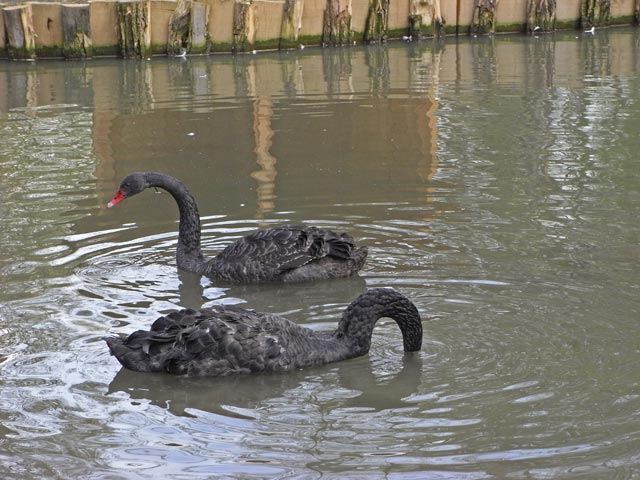 Schwarzschwäne im Tierpark