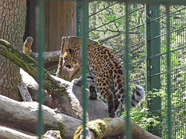 Leopard im Tierpark