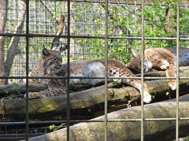 Rotluchse im Tierpark