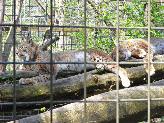 Rotluchse im Tierpark