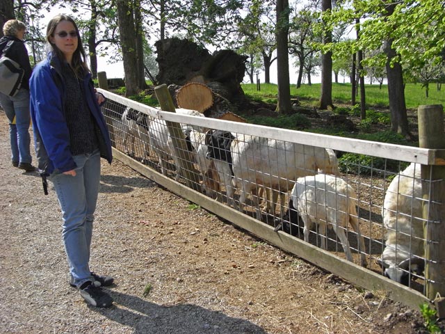 Daniela bei den Schwarzkopfschafen im Tierpark