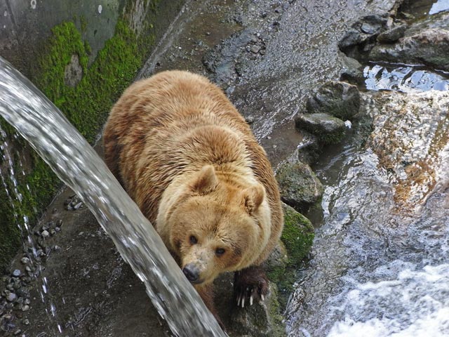 Braunbär im Tierpark