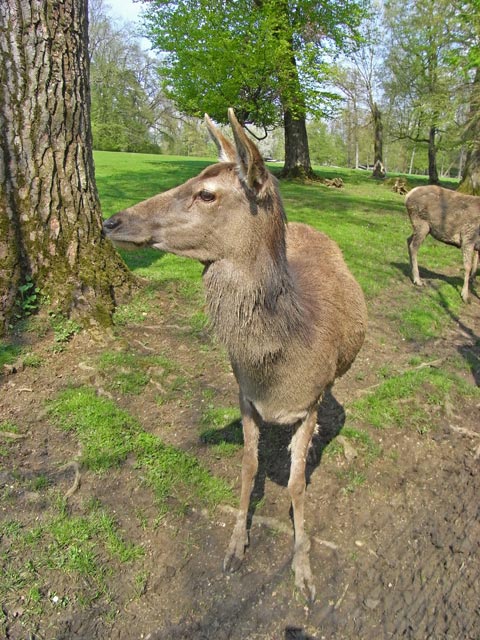 Rotwild im Tierpark