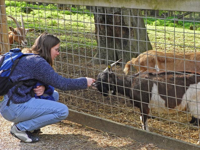 Daniela bei den Zwergziegen im Tierpark