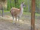 Guanako im Tierpark