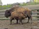 Bisons im Tierpark