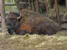 Bison im Tierpark