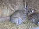 Kaninchen im Tierpark