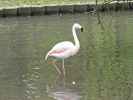 Flamingo im Tierpark