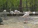 Flamingos im Tierpark