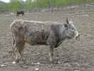 Steppenring im Tierpark