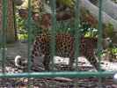 Leopard im Tierpark