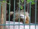 Löwe im Tierpark