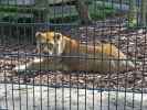 Löwe im Tierpark