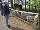 Daniela bei den Schwarzkopfschafen im Tierpark