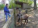 Daniela bei den Kamerunschafen im Tierpark