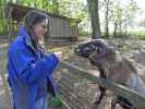 Daniela bei den Kamerunschafen im Tierpark