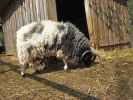 Vierhornschaf im Tierpark