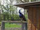 Pfau im Tierpark