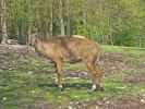 Nilgau-Antilope im Tierpark