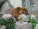 Braunbär im Tierpark