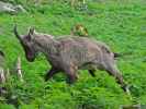 Alpensteinbock im Tierpark