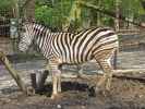 Zebra im Tierpark