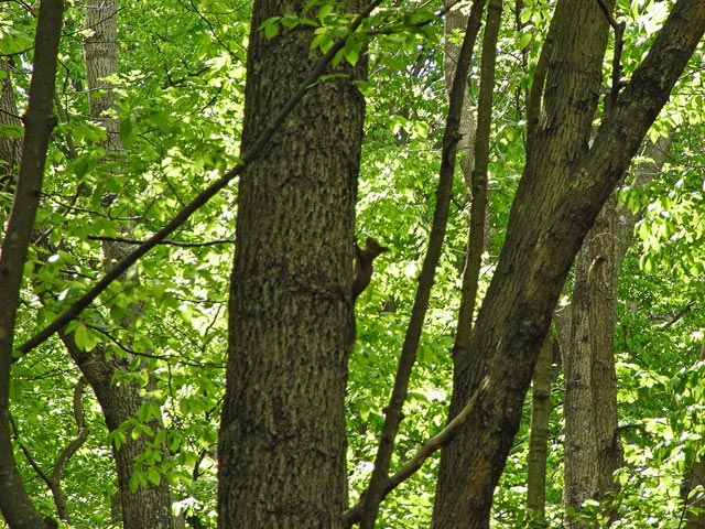 zwischen der Haltestelle Dreistetten und dem Zitherwirt