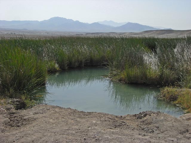 bei Tecopa Hot Springs (4. Mai)