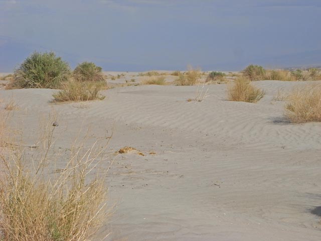 bei den Stovepipe Wells im Death Valley National Park (5. Mai)