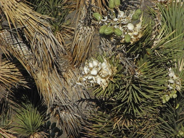an der Jawbone Canyon Road (6. Mai)