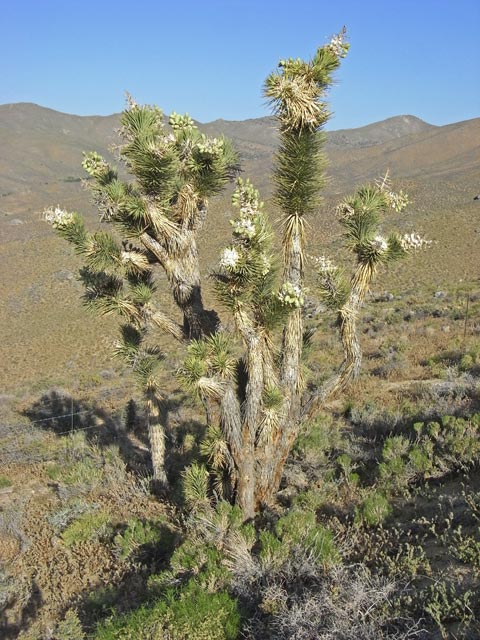 an der Jawbone Canyon Road (6. Mai)