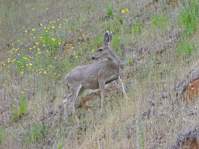 neben dem Generals Highway im Sequoia National Park (7. Mai)