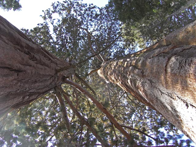 Giant Forest im Sequoia National Park (7. Mai)