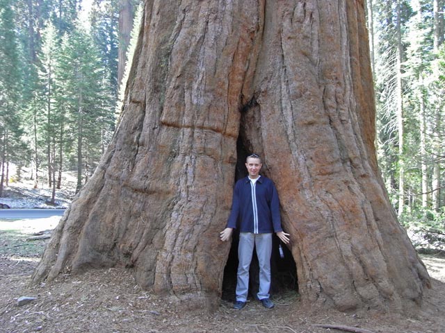 Ich im Giant Forest im Sequoia National Park (7. Mai)