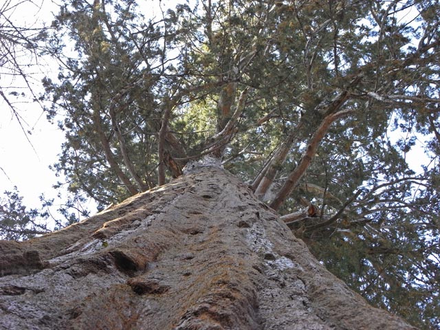 Giant Forest im Sequoia National Park (7. Mai)